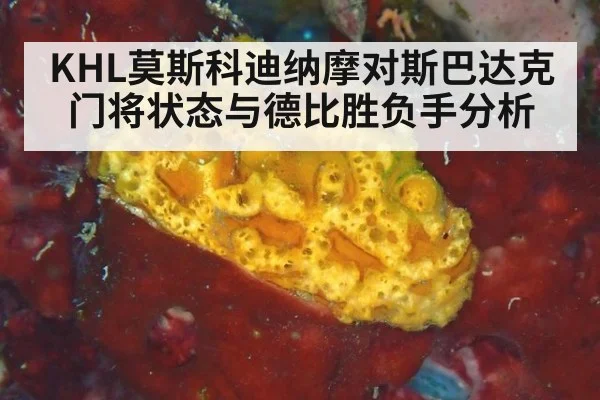 KHL莫斯科迪纳摩对斯巴达克 门将状态与德比胜负手分析